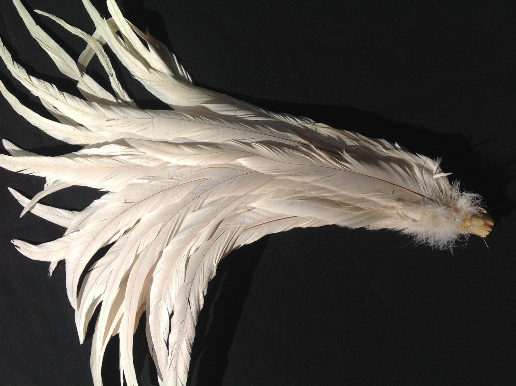 Ivory White Rooster Feathers Long Delicia Feathers
