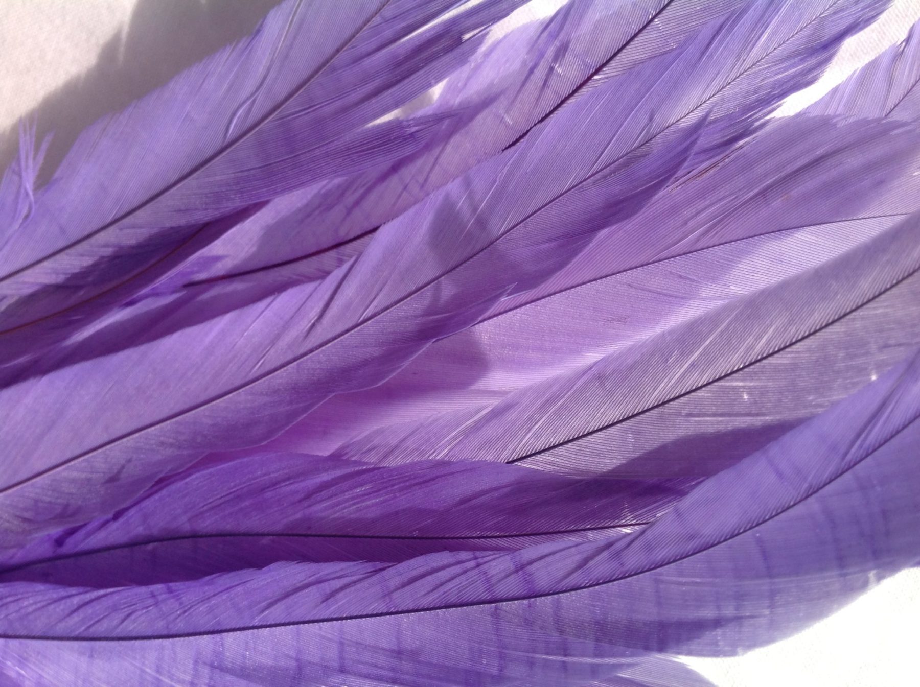 Lilac Purple Rooster Feathers short Delicia Feathers