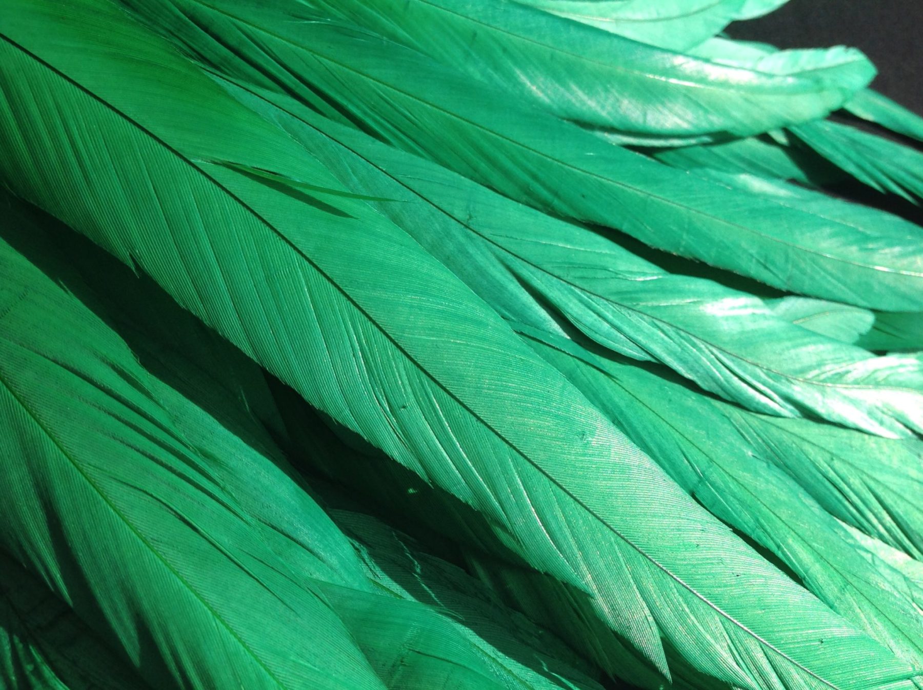 Emerald Green Rooster Feathers Long - Delicia Feathers
