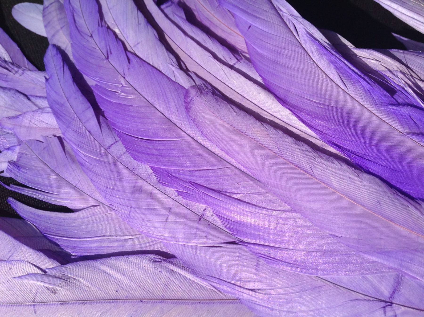 Lilac Rooster Feathers Long Delicia Feathers
