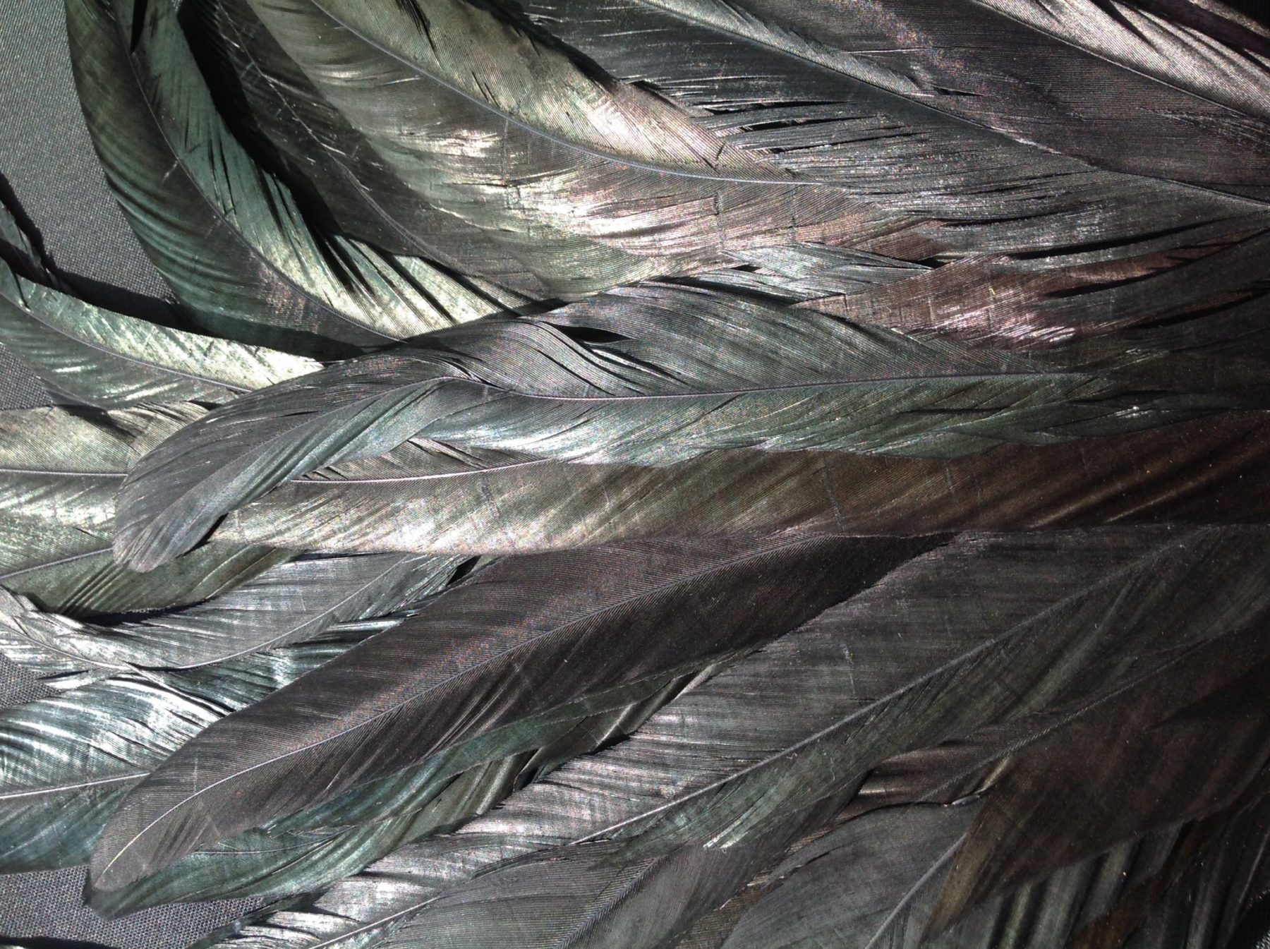 Black Iridescent Rooster Feathers Short Delicia Feathers