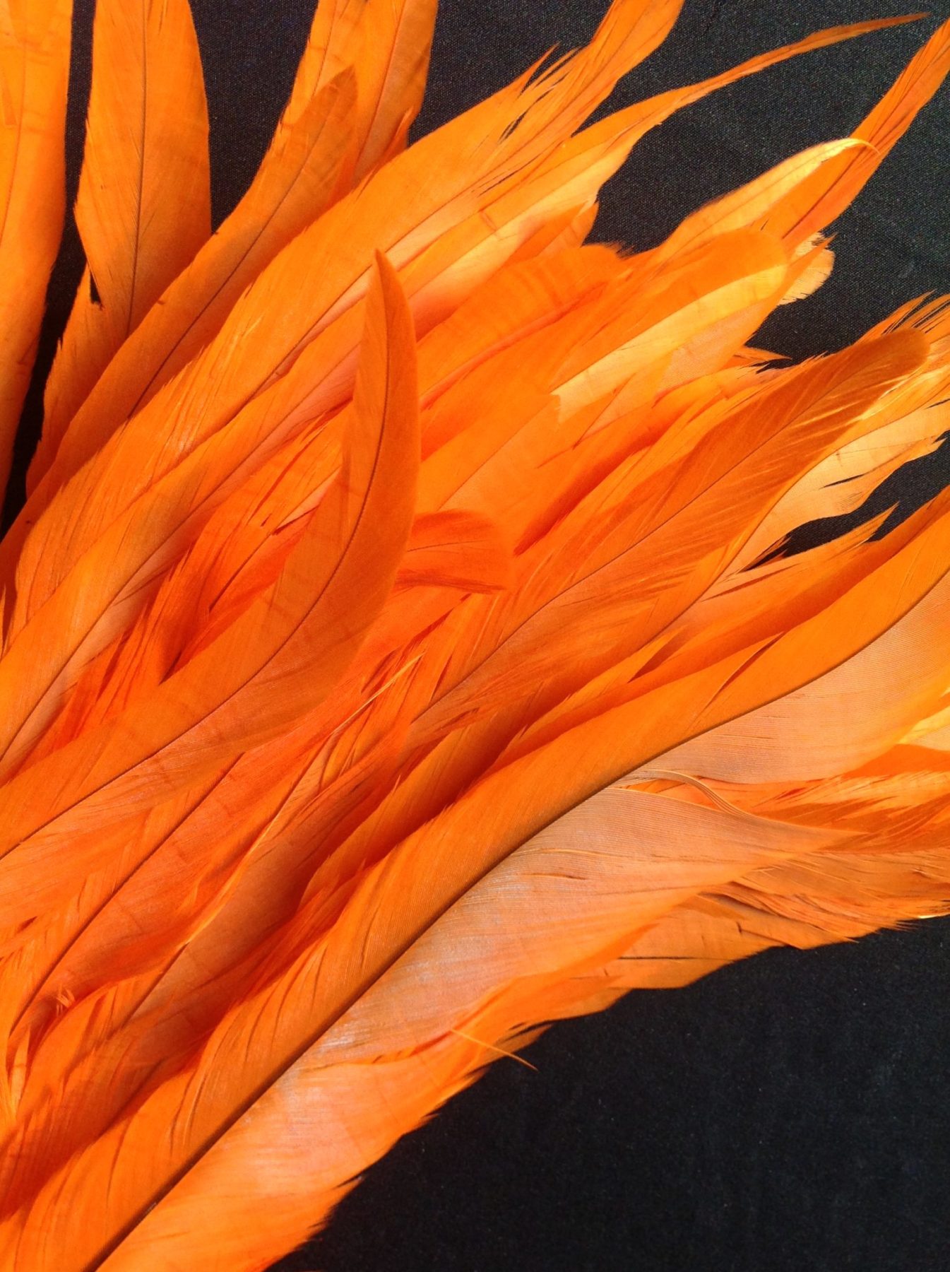 Bright Orange Rooster Feathers Long Delicia Feathers